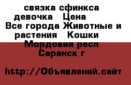 связка сфинкса. девочка › Цена ­ 500 - Все города Животные и растения » Кошки   . Мордовия респ.,Саранск г.